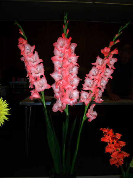 Cwpan ‘Dolwen’ – Cynnig gorau – Gladioli