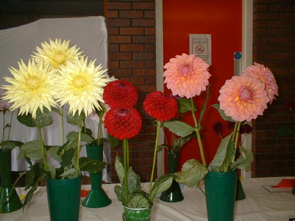 Dyffryn Nantlle Gardening Society - Flower Show 12-09-2009 - 7