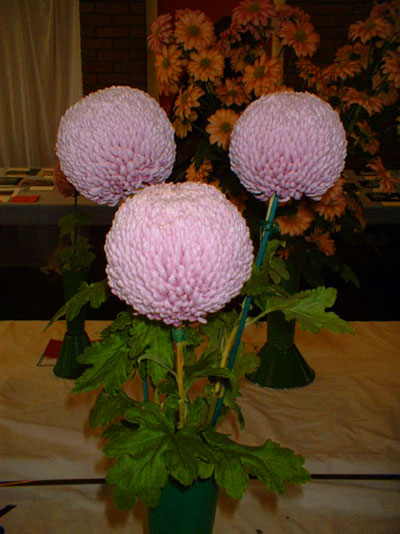 Dyffryn Nantlle Gardening Society - Autumn Show 31-10-2009 - 3