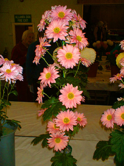 Dyffryn Nantlle Gardening Society - Autumn Show 31-10-2009 - 5