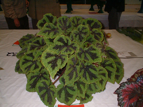 Dyffryn Nantlle Gardening Society - Autumn Show 31-10-2009 - 8