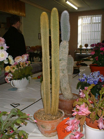 Dyffryn Nantlle Gardening Society - Autumn Show 31-10-2009 - 9