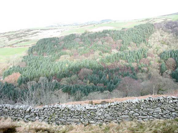 Cwm-gwared tree plane