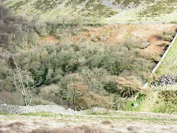 Cwm-gwared tree plane from the slopes of Gyrn Goch